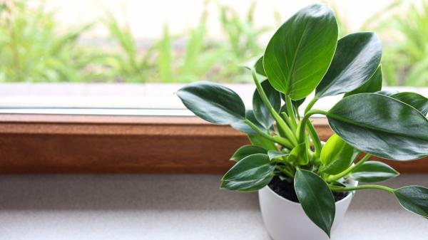 Estas plantas adoran la humedad y son perfectas para purificar el aire de tu baño y reducir los malos olores - Filodrendros