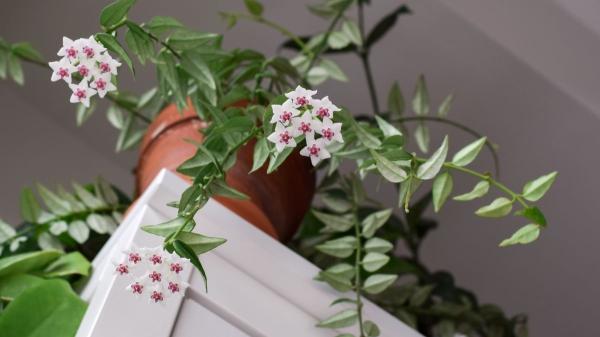 Estas plantas adoran la humedad y son perfectas para purificar el aire de tu baño y reducir los malos olores - Hoya o flor de cera