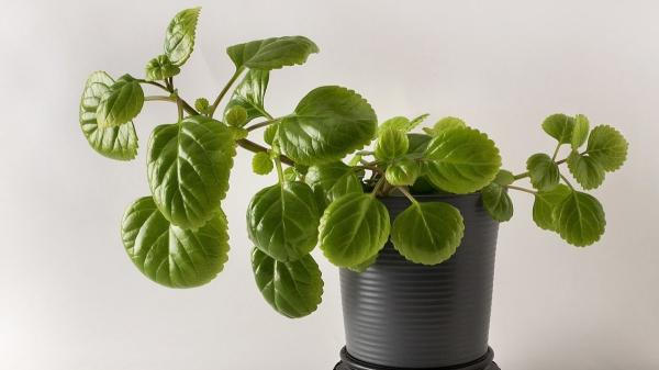 Estas plantas adoran la humedad y son perfectas para purificar el aire de tu baño y reducir los malos olores - Millonaria o planta del dinero