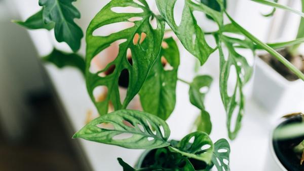 Estas plantas adoran la humedad y son perfectas para purificar el aire de tu baño y reducir los malos olores - Monstera adansonii