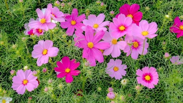 Sembrar una vez y disfrutar siempre: flores que crecen, vuelven solas cada año y llenan todo de color - El secreto: plantas que se reproducen solas fácilmente