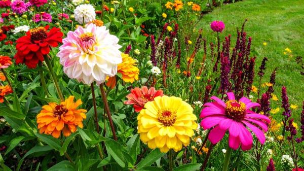 Sembrar una vez y disfrutar siempre: flores que crecen, vuelven solas cada año y llenan todo de color - Estas flores vuelven a crecer solas y llenan el jardín de color