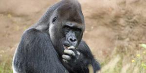 Gorila