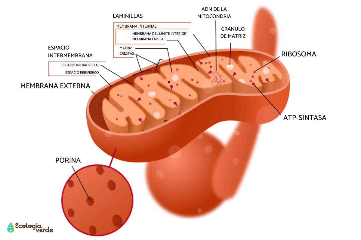 Mitocondrias: función y estructura