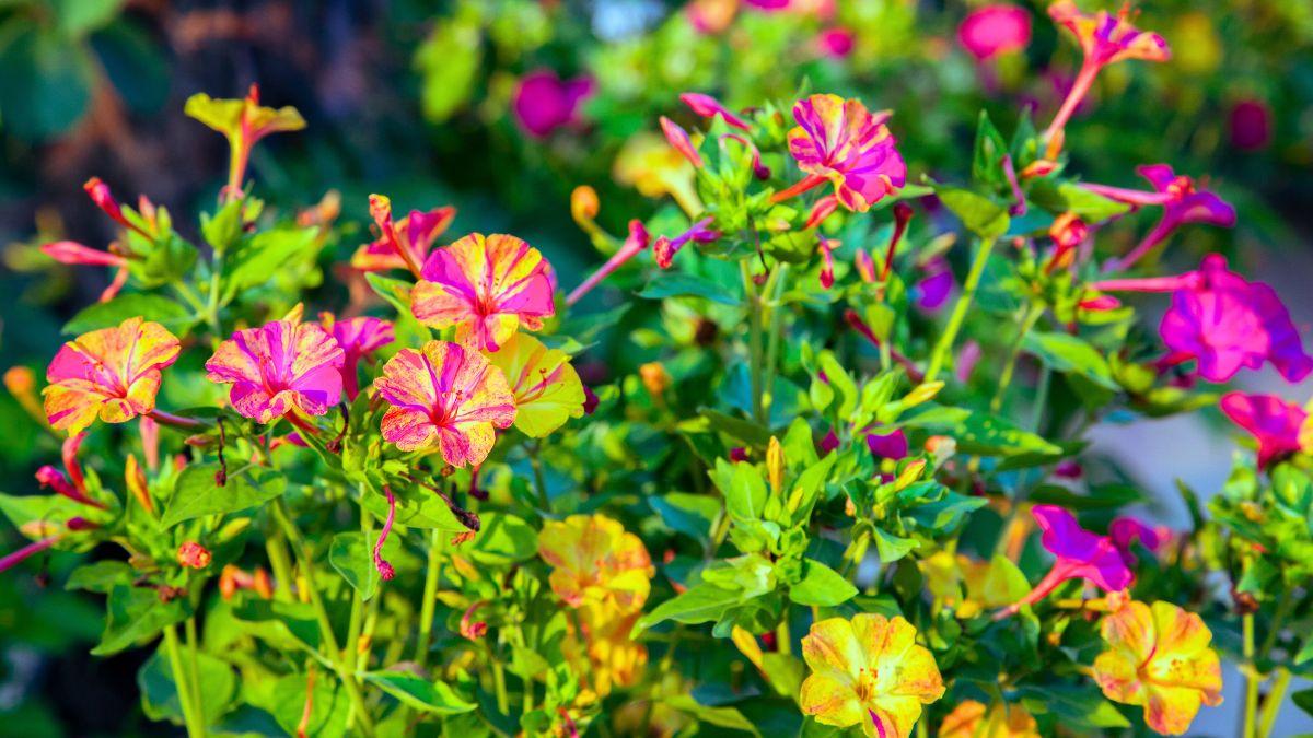 Sembrar una vez y disfrutar siempre: flores que crecen, vuelven solas cada año y llenan todo de color