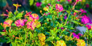 Sembrar una vez y disfrutar siempre: flores que crecen, vuelven solas cada año y llenan todo de color