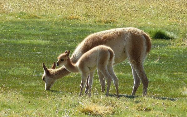 Guanaco - Comportamiento del guanaco