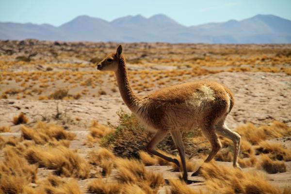 Guanaco - Distribución y hábitat del guanaco