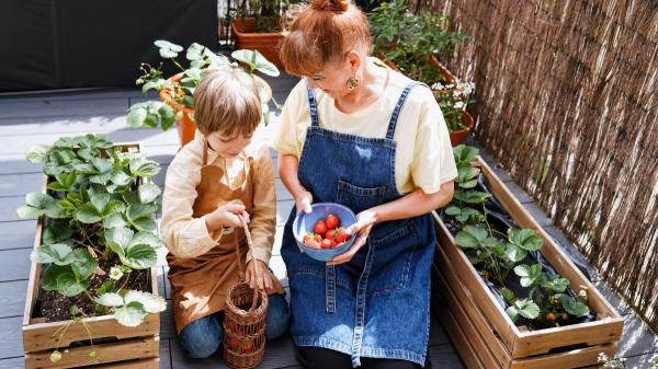 Ni zanahorias ni berenjenas: estas son las hortalizas más fáciles de cultivar en un huerto urbano - Fresas en casa: una planta productiva que puede dar frutos durante años