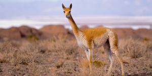 Guanaco