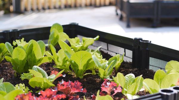 Ni zanahorias ni berenjenas: estas son las hortalizas más fáciles de cultivar en un huerto urbano - Lechuga: una de las hortalizas más rápidas y fáciles para principiantes