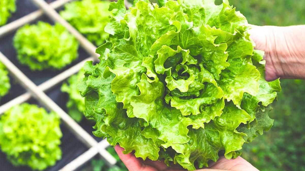 Ni zanahorias ni berenjenas: estas son las hortalizas más fáciles de cultivar en un huerto urbano