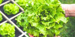 Ni zanahorias ni berenjenas: estas son las hortalizas más fáciles de cultivar en un huerto urbano