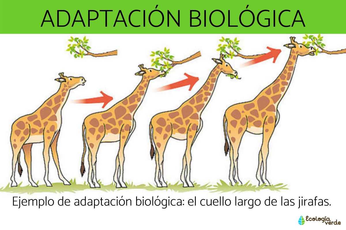 Adaptación biológica: qué es, tipos y ejemplos
