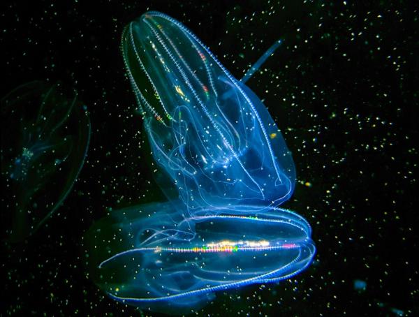 Ctenóforos: características y ejemplos - Características de los ctenóforos  