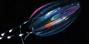 Ctenóforos: características y ejemplos