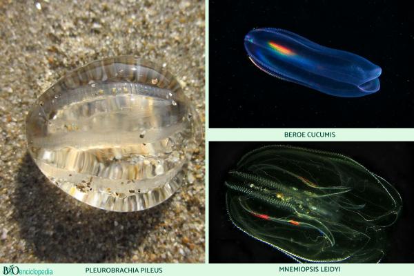 Ctenóforos: características y ejemplos - Ejemplos de ctenóforos 