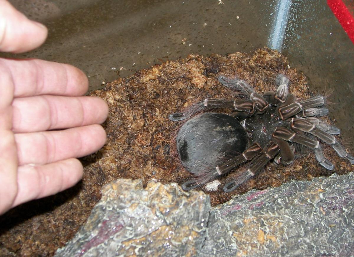 La araña más grande del mundo