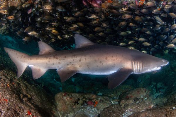 Tiburón toro o Carcharias taurus - Alimentación del tiburón toro 