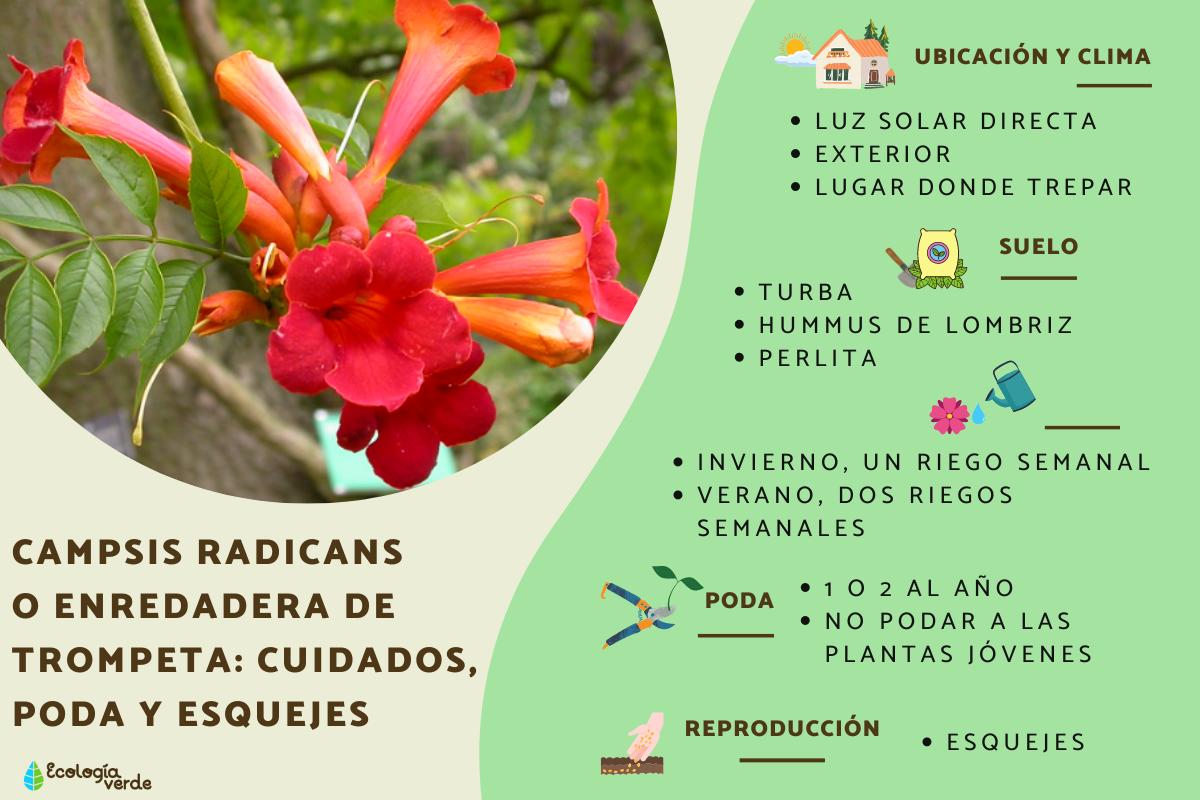 Campsis radicans o enredadera de trompeta: cuidados, poda y esquejes