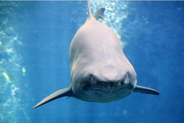 Tiburón toro o Carcharias taurus - Características del tiburón toro