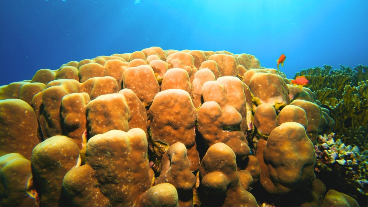 Científicos colocan 42 esponjas marinas en un puerto español contaminado y una especie sorprende tras 455 días
