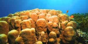 Científicos colocan 42 esponjas marinas en un puerto español contaminado y una especie sorprende tras 455 días