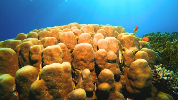 Científicos colocan 42 esponjas marinas en un puerto español contaminado y una especie sorprende tras 455 días