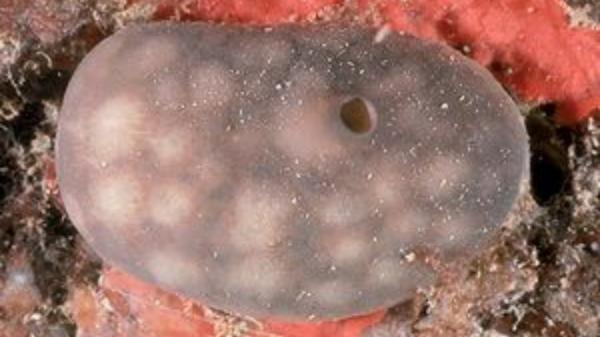 Científicos colocan 42 esponjas marinas en un puerto español contaminado y una especie sorprende tras 455 días - El objetivo de llevar 42 esponjas marinas al puerto: recuperar parte de la vida perdida