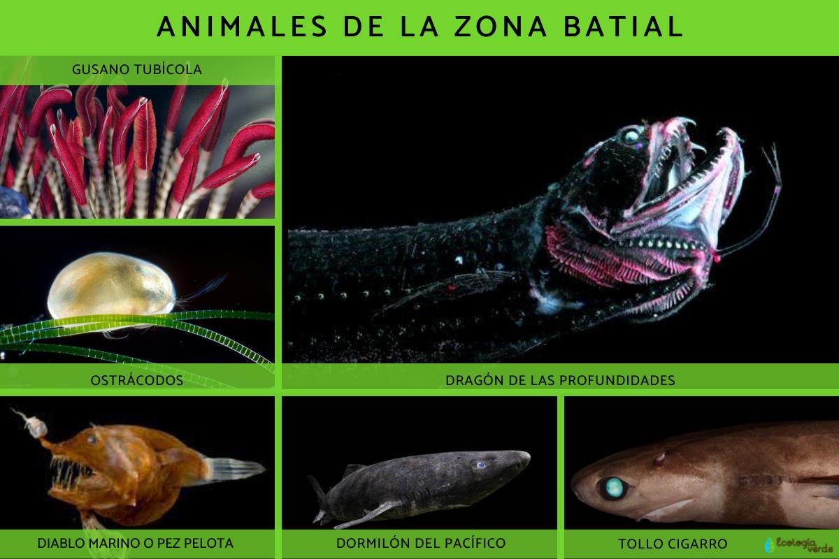 Zona batial qué es, flora y fauna