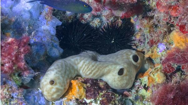 Científicos colocan 42 esponjas marinas en un puerto español contaminado y una especie sorprende tras 455 días - Por qué las esponjas pueden ayudar a recuperar aguas degradadas