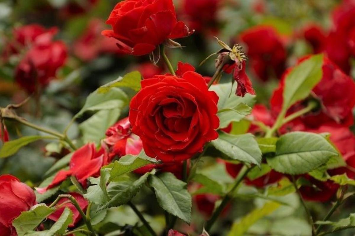 Secretos para el cultivo de rosas