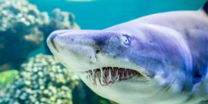 Tiburón toro o Carcharias taurus