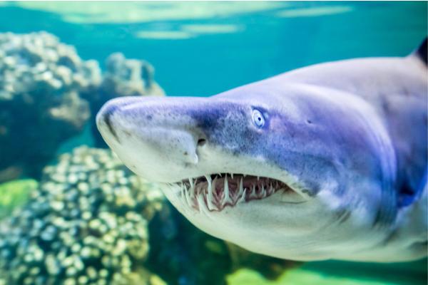 Tiburón toro o Carcharias taurus