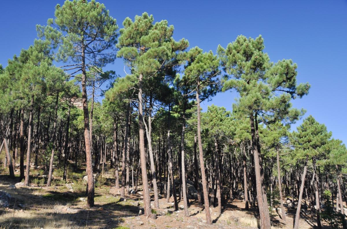 Bosque mediterráneo: características, flora y fauna