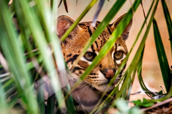 Ocelote o Leopardus pardalis - Comportamiento del ocelote 