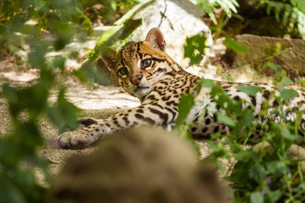 Ocelote o Leopardus pardalis - El ocelote en peligro de extinción