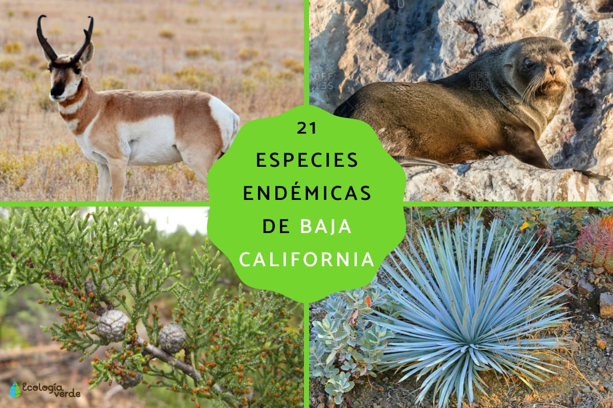 Especies endémicas de Baja California