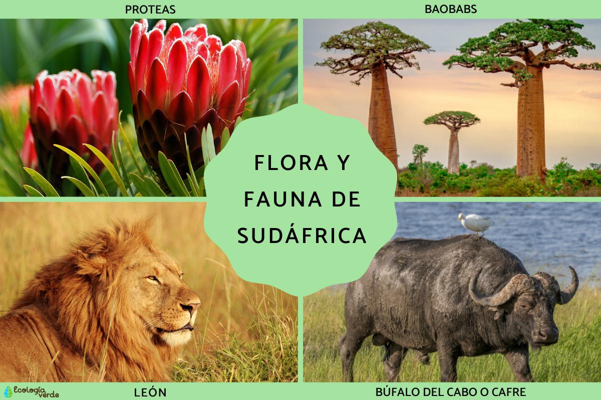 Flora y fauna de Sudáfrica