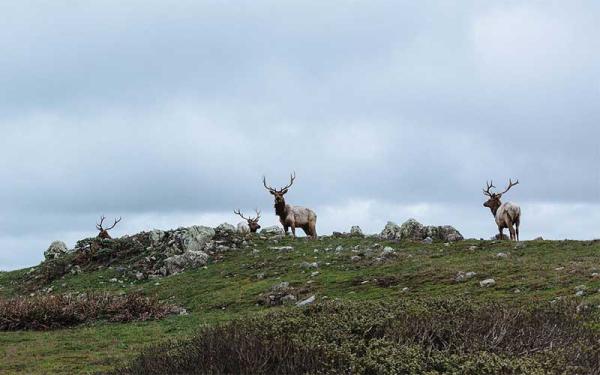 Montes Urales - Formación de los Montes Urales