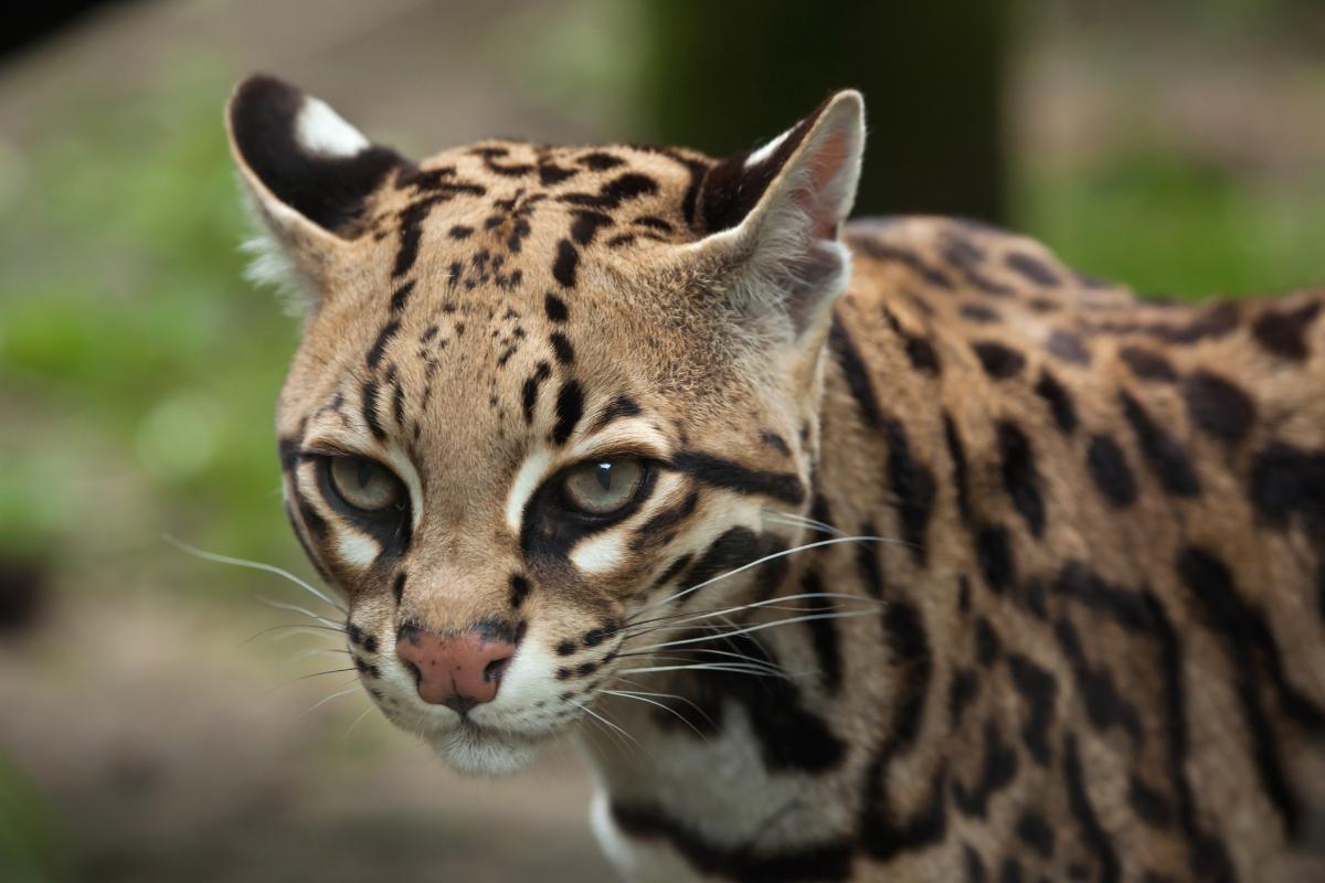 Ocelote o Leopardus pardalis