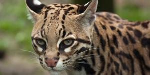 Ocelote o Leopardus pardalis