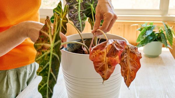 Si tus plantas están secas y amarillas después del verano, haz esto en septiembre para recuperarlas - Retira lo que ya no puede recuperarse y deja espacio para los nuevos brotes