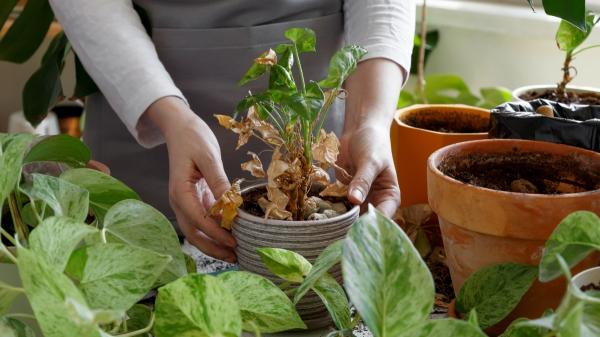 Si tus plantas están secas y amarillas después del verano, haz esto en septiembre para recuperarlas - Septiembre puede ser buen momento para renovar el sustrato, pero no siempre para trasplantar