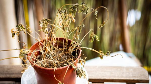Si tus plantas están secas y amarillas después del verano, haz esto en septiembre para recuperarlas - Si el sol la ha castigado, busca un lugar más adecuado