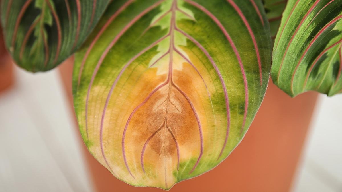 Si tus plantas están secas y amarillas después del verano, haz esto en septiembre para recuperarlas