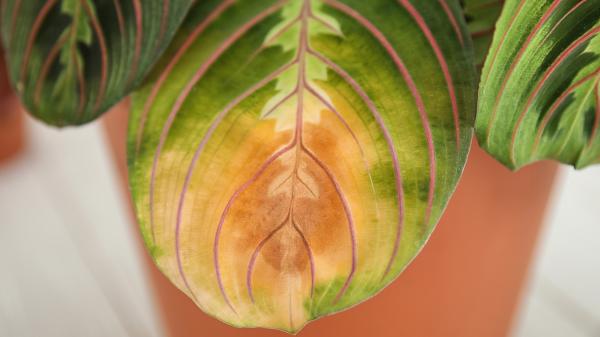 Si tus plantas están secas y amarillas después del verano, haz esto en septiembre para recuperarlas