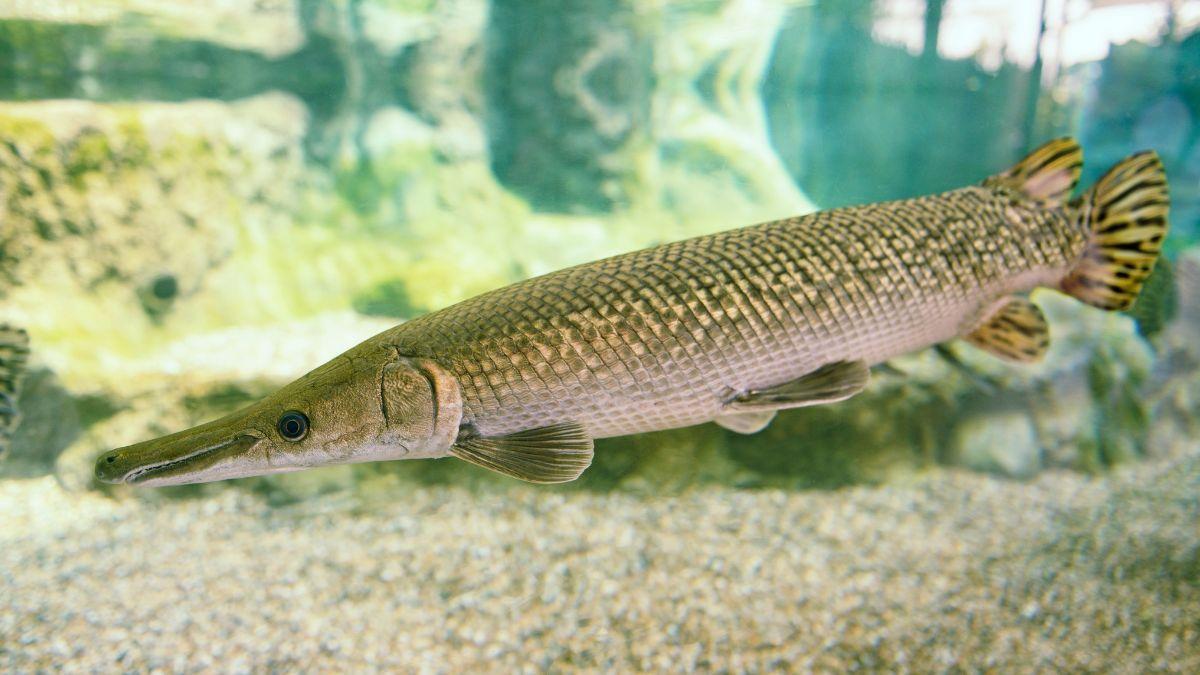 Guatemala logra reproducir un pez con 100 millones de años de historia y devuelve 1.000 crías a la naturaleza