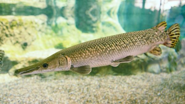 Guatemala logra reproducir un pez con 100 millones de años de historia y devuelve 1.000 crías a la naturaleza