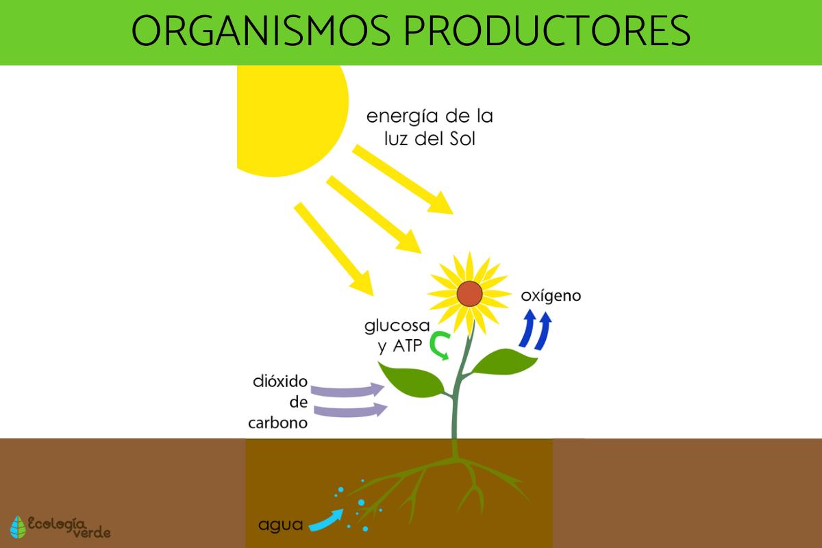 Organismos productores: qué son y ejemplos